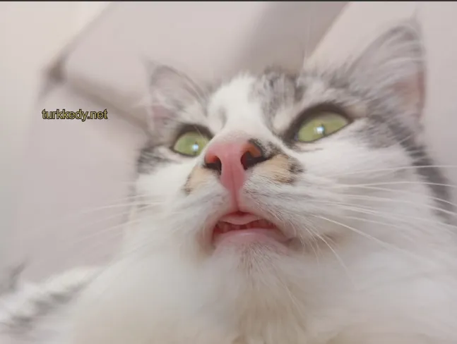 Kedi #3952